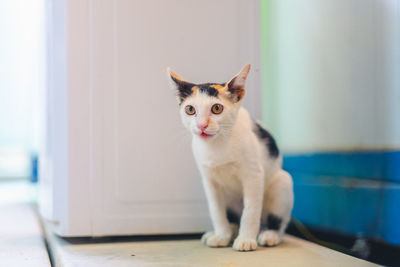 Portrait of white cat on floor at home