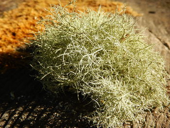 High angle view of cactus plant on land