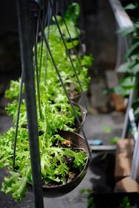 Close-up of potted plants in greenhouse