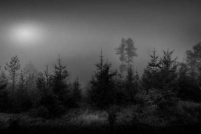 Silhouette of trees in forest during foggy weather