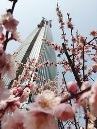 Low angle view of flowers on tree