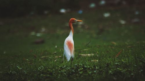 View of a bird on field