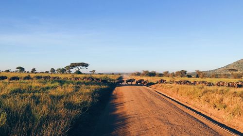 Dirt road amidst field against sky