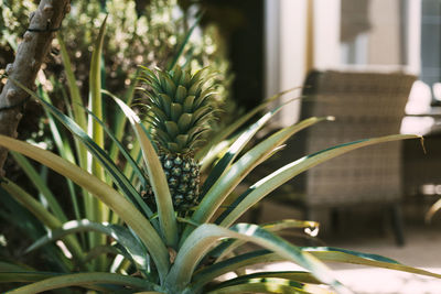 Pineapple grows in a pot in the garden in a street cafe