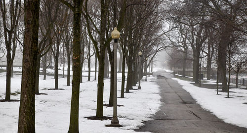 Snow covered footpath amidst trees during winter