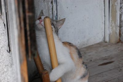 Cat sitting on wall