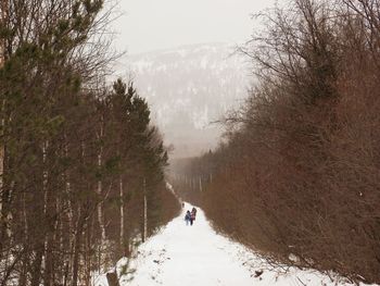 Trees on snow covered land against sky