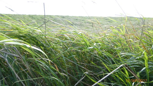 Close-up of wheat field against clear sky