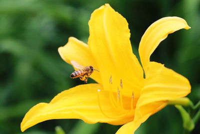 Take a close-up photo of a bee collecting pollen on orange daylily