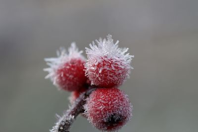 Close-up of frozen fruit