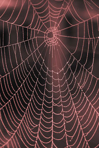 Full frame shot of spider web