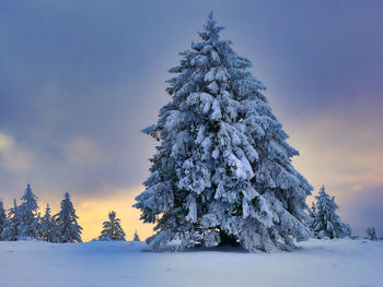 Snow covered pine trees against sky during winter