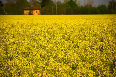 Scenic view of oilseed rape field