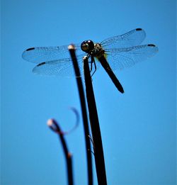 Low angle view of dragonfly on pole against blue sky