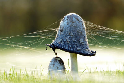 Close-up of mushroom on field