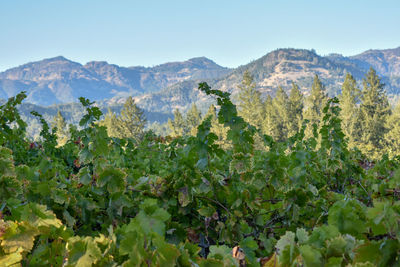 Panoramic view of trees and mountains against clear sky