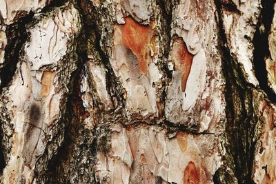 Full frame shot of tree trunk