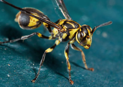 Close-up of insect