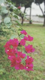 Close-up of pink flowers blooming outdoors