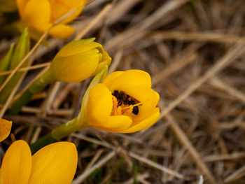 Close-up of yellow flowering plant