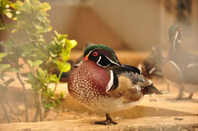 Close-up of a bird