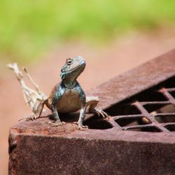 Close-up of lizard on wood