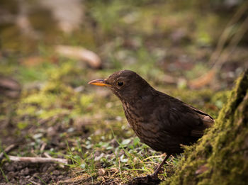 Close-up of a bird perching on a land