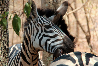 Close-up of zebra on tree