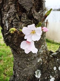 Close-up of flowers