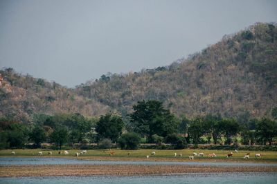 Scenic view of river amidst trees against sky