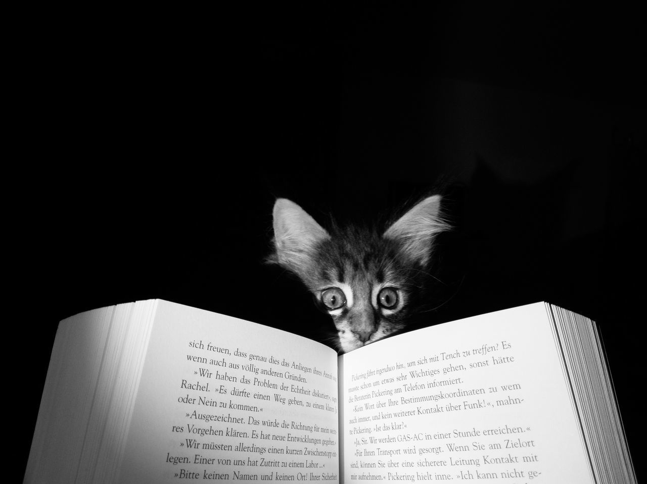 portrait, book, publication, mammal, black background, indoors, looking at camera, one animal, paper, no people, studio shot, pets, domestic, domestic animals, education, close-up, reading, studying