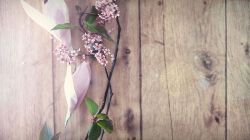 Close-up of white flowers on wood