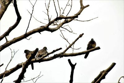 Low angle view of bird perching on bare tree against clear sky
