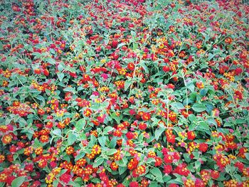 Full frame shot of multi colored flowers