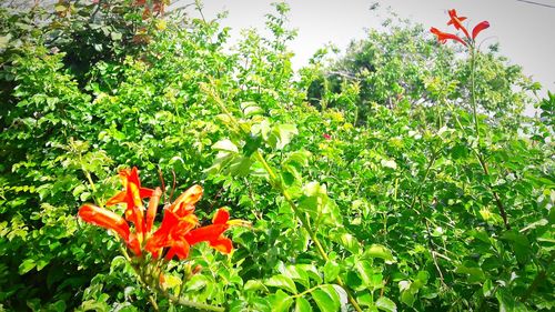 Close-up of red flowers