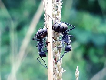 Close-up of insect on plant