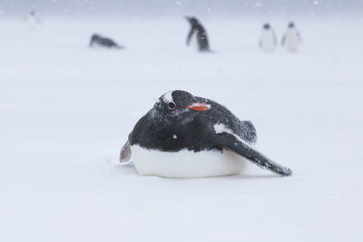 Close-up of penguin on snow
