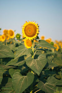 Close-up of sunflower on plant