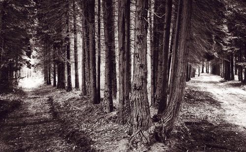 Trees in forest