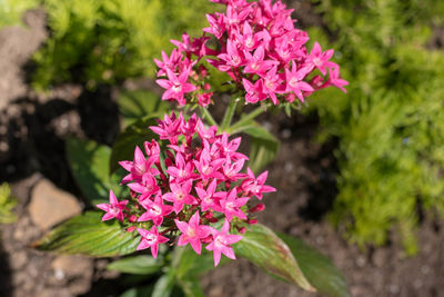 Close-up of pink flowering plant