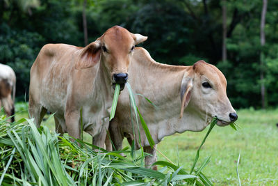 Close up of young cow eating grass.