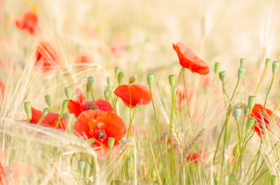 Close-up of red poppy flowers