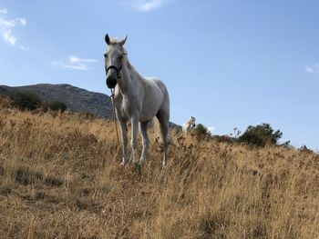 Horse on a hillside