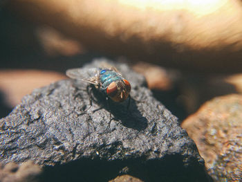 Close-up of fly on rock