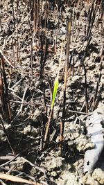 Close-up of dry plant on field