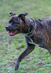 Staffordshire bull terrier is a very popular family dog also known as a babysitter dog