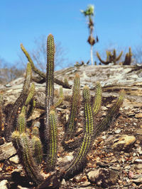 Close-up of succulent plant on field against sky