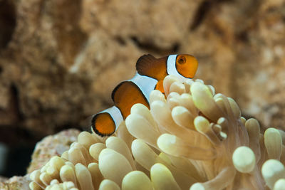 Close-up of clown fish swimming by coral in sea 