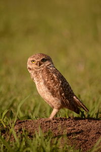 Close-up of a bird looking away