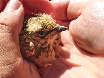 Close-up of hand holding bird